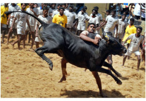 jallikattu, bull taming, bull sports, tamil nadu, supreme court, bull, animal protection, culture, tradition