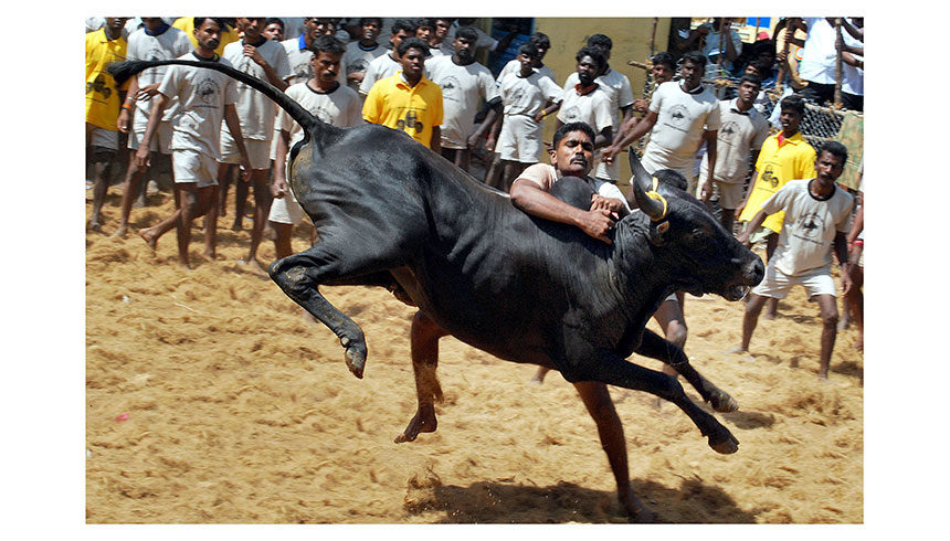 jallikattu, bull taming, bull sports, tamil nadu, supreme court, bull, animal protection, culture, tradition